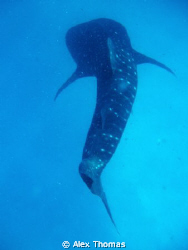 Whale Shark by Alex Thomas 